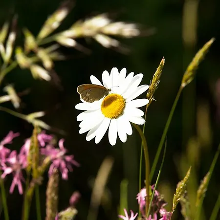 Peak Apartments, Ribnisko Pohorje *