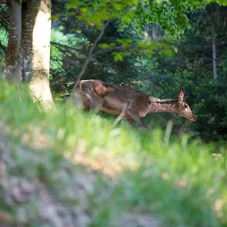 דירה Peak Apartments, Ribnisko Pohorje Ribnica na Pohorju