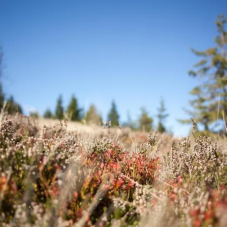 Peak Apartments, Ribnisko Pohorje