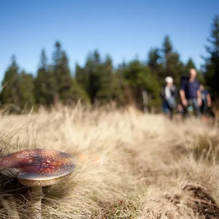 Peak Apartments, Ribnisko Pohorje דירה