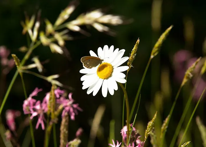 Peak Apartments, Ribnisko Pohorje *
