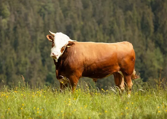 Апартаменты Peak Apartments, Ribnisko Pohorje *