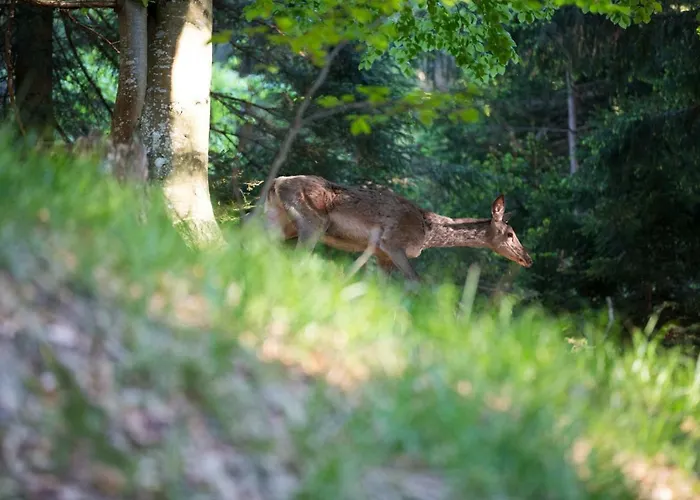 Apartman Peak Apartments, Ribnisko Pohorje Ribnica na Pohorju
