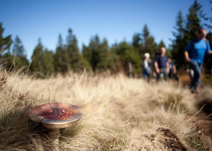 Peak Apartments, Ribnisko Pohorje Апартаменты